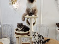 -共舞时光猫咖·狗咖(新街口店)