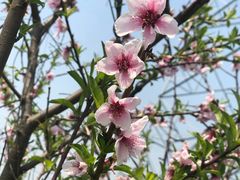 -苏生镇江鸭血粉丝(永泰国际广场店)