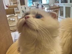 -楼上猫咖(罗湖店)