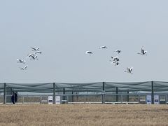 -盐城丹顶鹤湿地生态旅游区