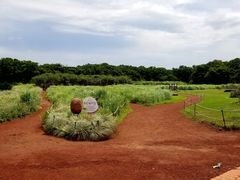 -济州森林小火车生态公园