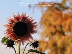 -花开海上生态园