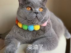 -佑安动物医院·全科·内窥镜中心(幸福巷店)