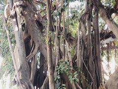 -集美学村