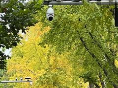 -三里屯东五街银杏大道