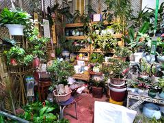 -花鸟鱼虫鲜花绿植市场(玉泉路店)