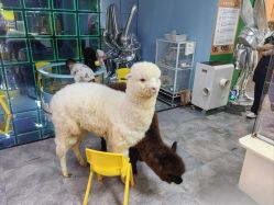 -神奇动物撸宠馆·羊驼·小浣熊·异宠(豫园店)