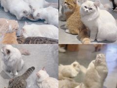 -瞄一喵猫咖(格力海岸店)