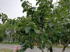 -河北省园博园