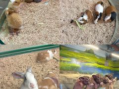 -正佳雨林生态植物园