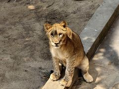 -西霞口神雕山野生动物世界