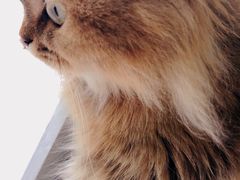 -猫亿天猫咖