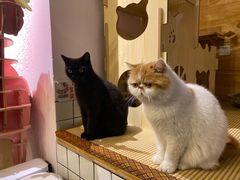 -喵屿·大理花园猫咖