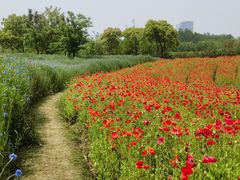 -春花秋色城市公园