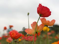 -广州塔