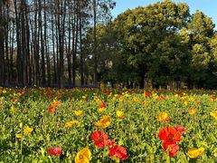 -上海共青森林公园