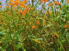 -桤木河湿地公园