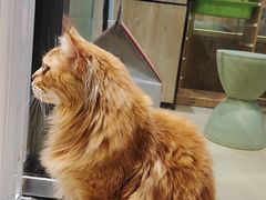 -藏猫猫咖啡主题馆(中央大道店)