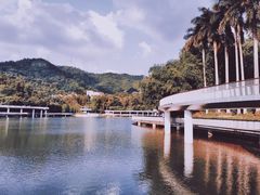 -银湖山郊野公园-相思林