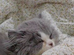 -宠物星动物医院·眼科·异宠·猫科(江南大道总院)