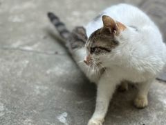 -瑞鹏宠物医院·内科·中兽医·骨科(苗圃店)