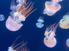 -海合安天津极地海洋公园