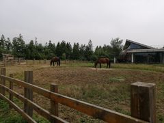 -田园东方蜜桃村的田野营地