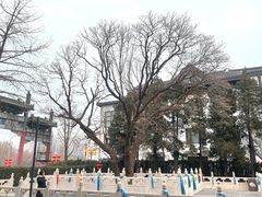 -菩提树下茶咖鼓捣