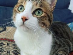 -纳吉亚猫专科动物诊疗中心(蒋宅口分院)