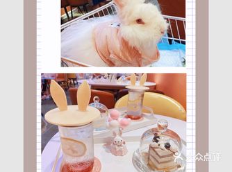 成都探店安哥拉巨兔体验馆