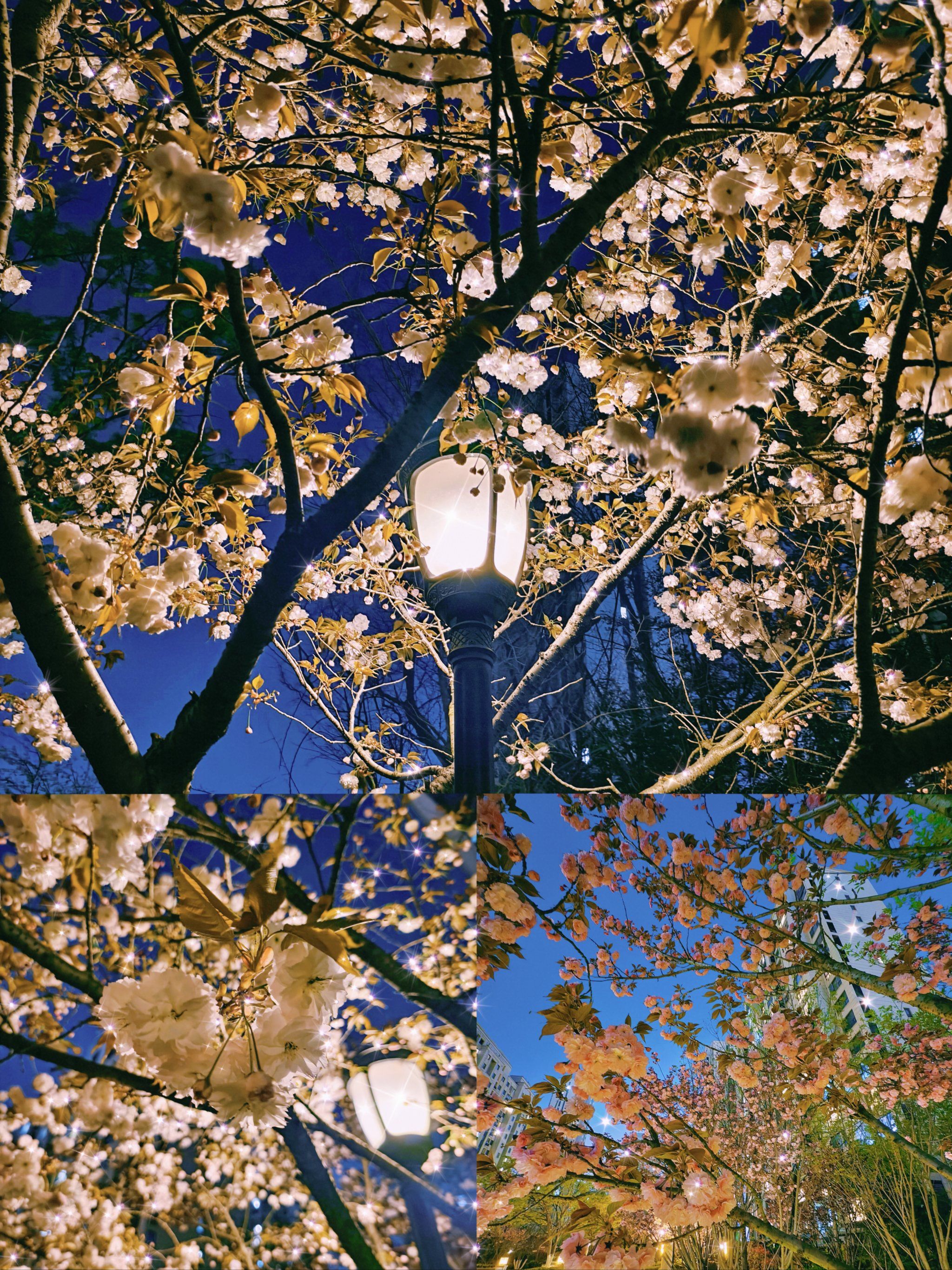 重樱夜放似皇台,倾城何忧朱颜改.