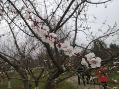 -杏花村文化旅游区
