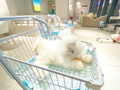 -怪兽屋·羊驼·猫咖·狗咖(俊华广场店)