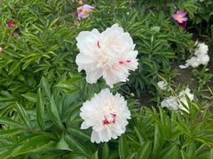 -黑龙江省森林植物园