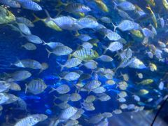 -太平洋海底世界