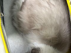 -纳吉亚猫专科动物医院(康都外科中心)