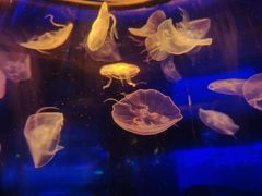 -梦幻海洋王国(吾悦广场张家港店)