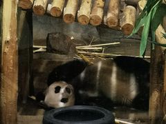 -深圳野生动物园