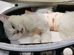 -纳吉亚猫专科动物诊疗中心(蒋宅口分院)