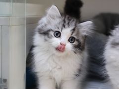 -lincat·猫舍(广州店)