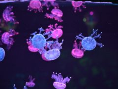 -石家庄极地海洋世界