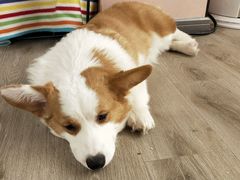 -浣熊柯尔鸭土拨鼠·电玩咖