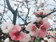 -秀丽东方