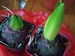 -龙大花卉苗木市场