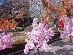 -北京石景山游乐园