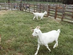 -前小桔亲子创意农场·草莓采摘·露营烧烤