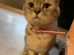 -猫儿山۰猫主题餐厅