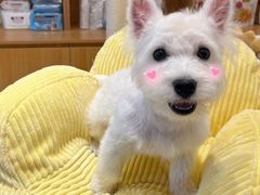 -萌宠之家·腊肠犬·马尔泰·小体犬舍