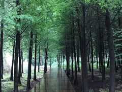 -溱湖国家湿地公园