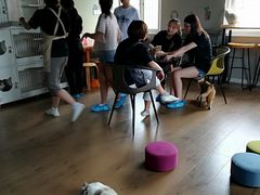 -东方名猫馆·英短金渐层布偶猫舍(环线广场1号楼店)